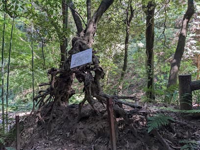 ど根性樫